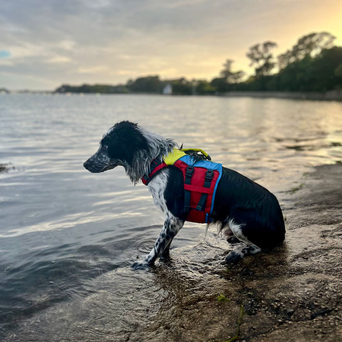 Spinlock Fido Hundflytväst 