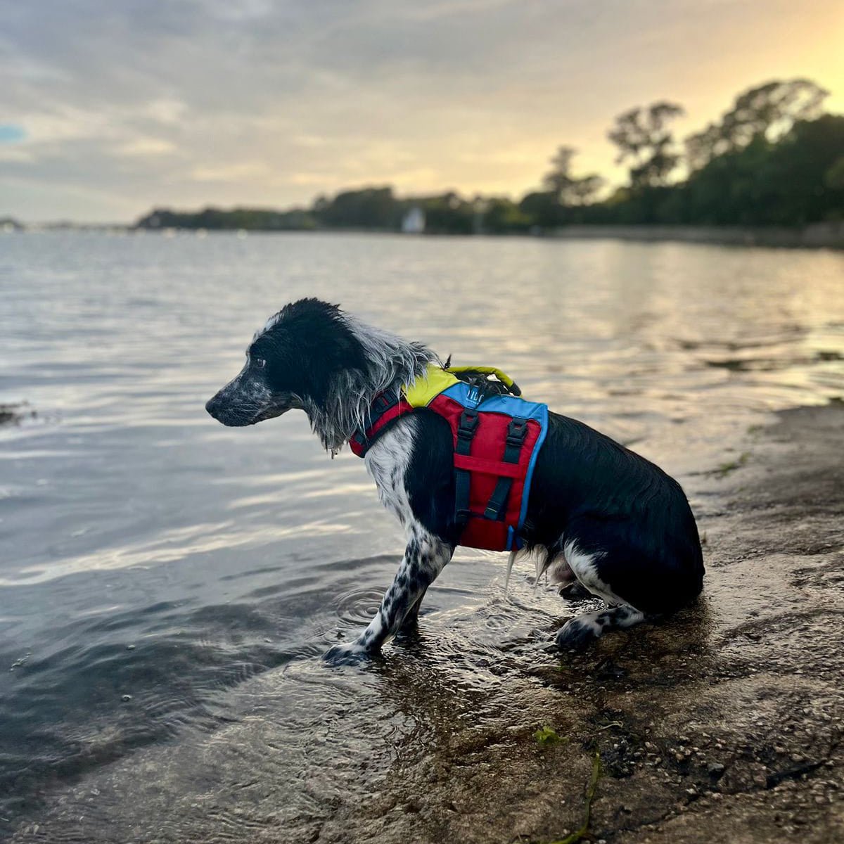 Spinlock Fido Hundflytväst